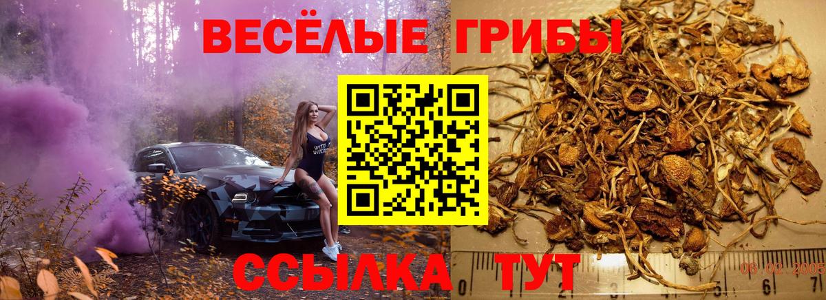Псилоцибиновые грибы Psilocybine cubensis Волжский